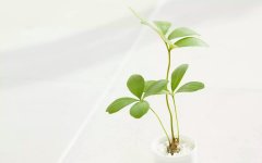 自考本科找工作多被拒 企業(yè)不認可自考嗎？